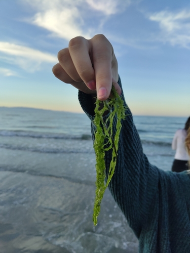 Ulva intestinalis observed 2026-10-22