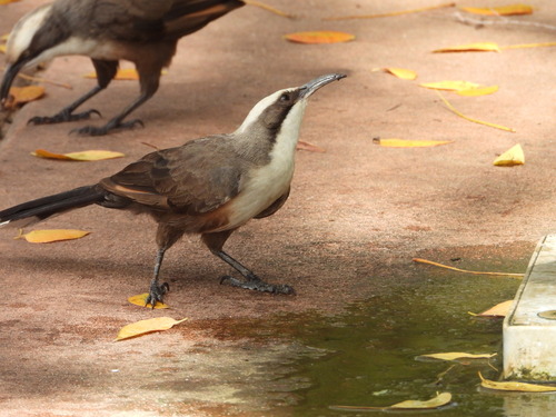 Pomatostomus temporalis, 2026-10-22