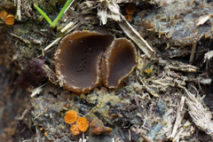 Peziza fimeti