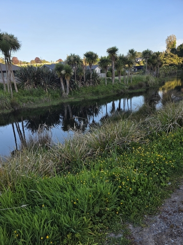 Cyperus ustulatus observed 2026-10-22