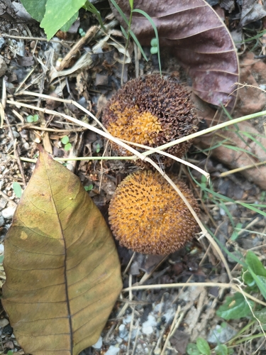 Neolamarckia cadamba observed 2026-10-22