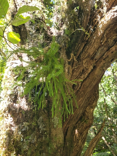 Phlegmariurus varius observed 2026-10-22