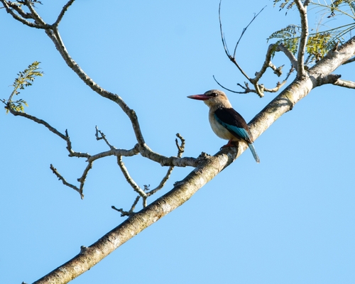 iNaturalist image