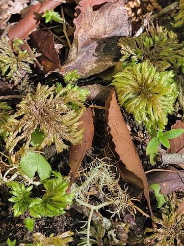 Sciadocladus menziesii observed 2026-10-22