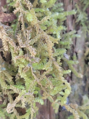Weymouthia cochlearifolia observed 2026-10-22