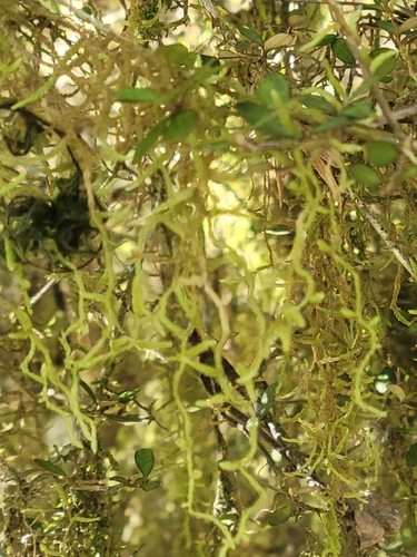 Weymouthia mollis observed 2026-10-22