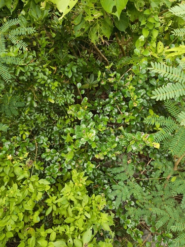Ehretia microphylla observed 2026-10-21
