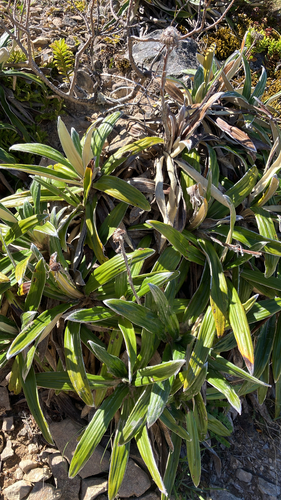 Celmisia spectabilis observed 2026-10-22