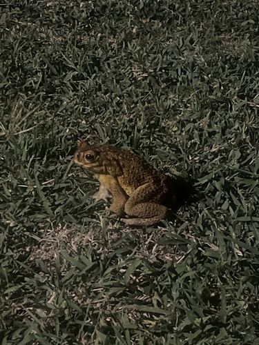 Rhinella marina observed 2026-10-21