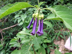 Iochroma cyaneum image