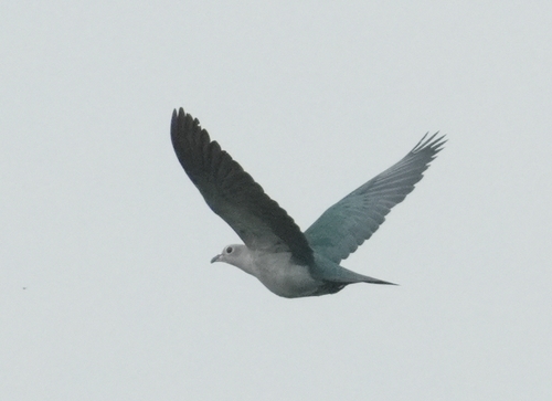 Ducula aenea observed 2026-10-18