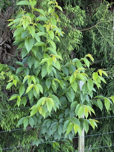 Prunus campanulata observed 2026-10-22