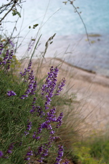 Vicia tenuifolia dalmatica