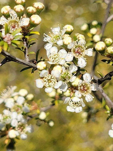 Kunzea ericoides observed 2026-10-22