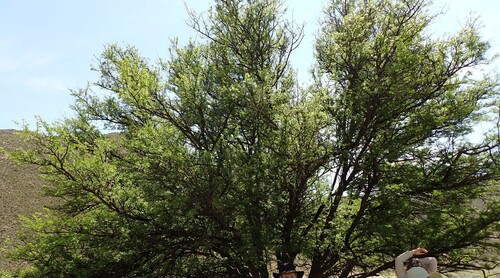 Vachellia karroo, 2026-10-14
