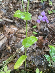 Streptanthus squamiformis