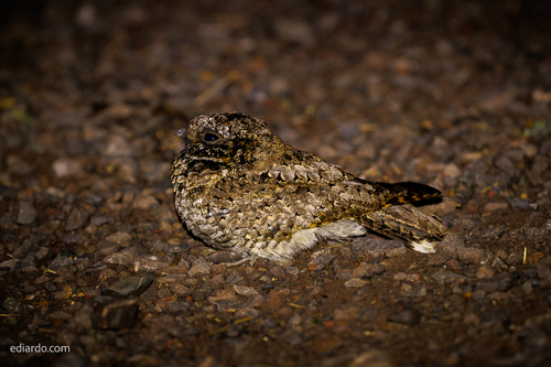Common Poorwill seen in Sonoma Valley