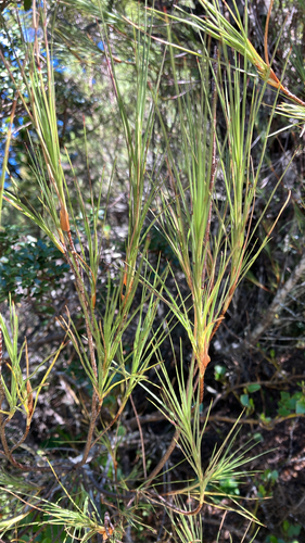 Dracophyllum longifolium observed 2026-10-22