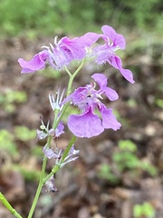 Streptanthus squamiformis