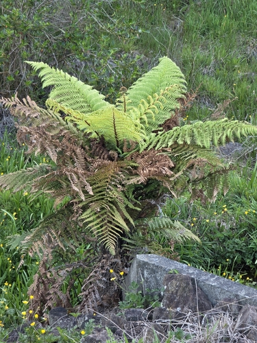 Dicksonia squarrosa observed 2026-10-22