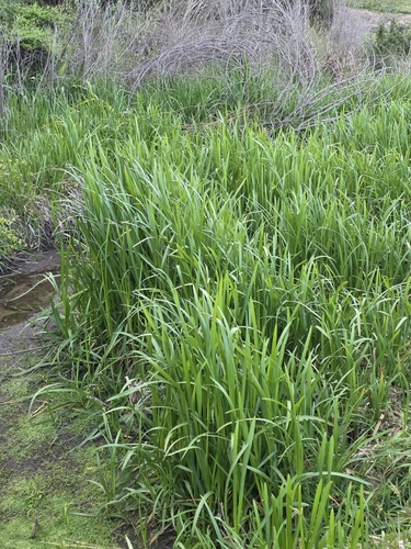 Glyceria maxima observed 2026-10-22