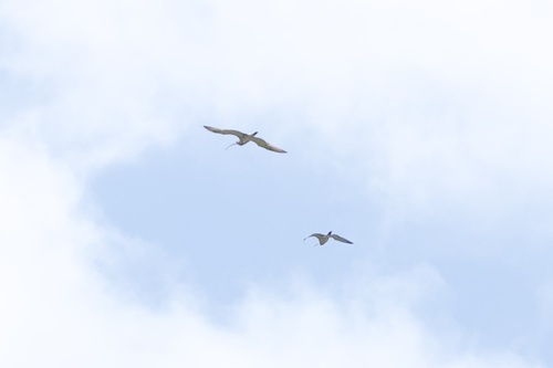 iNaturalist image