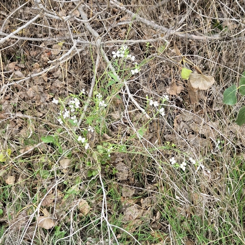 Raphanus sativus observed 2026-10-21