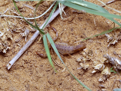 Lesser Stripetail Scorpion