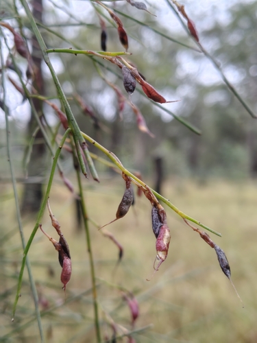 Jacksonia scoparia observed 2026-10-22