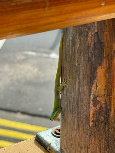 Phelsuma laticauda observed 2026-10-18