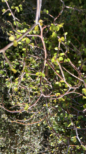 Myrsine divaricata observed 2026-10-22