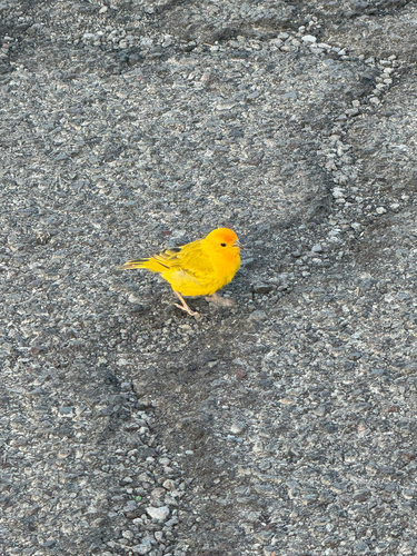 Sicalis flaveola observed 2026-10-18