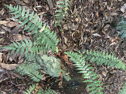 Asplenium polyodon observed 2026-10-22