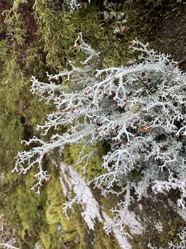 Stereocaulon observed 2026-10-22