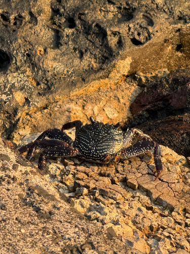 Grapsus grapsus, 2026-10-18