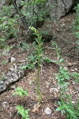 Himantoglossum caprinum