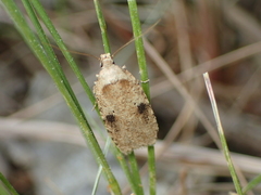 Agonopterix propinquella