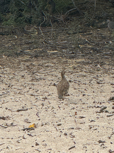 Ortygornis pondicerianus, 2026-10-20