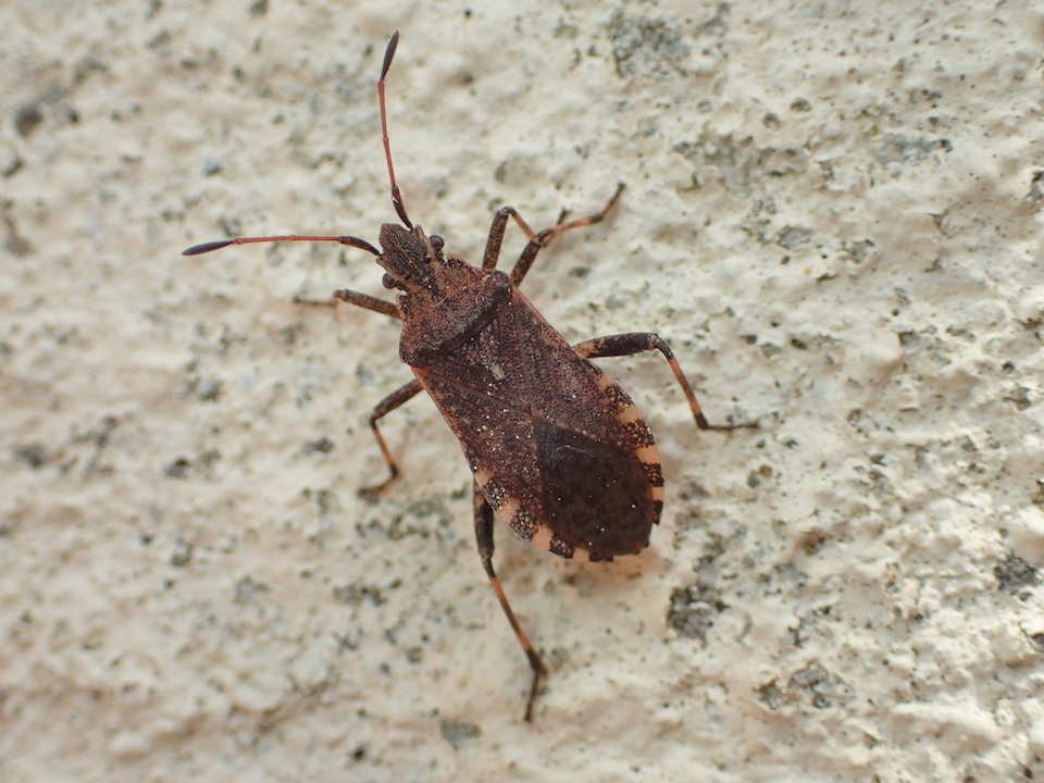 Ceraleptus