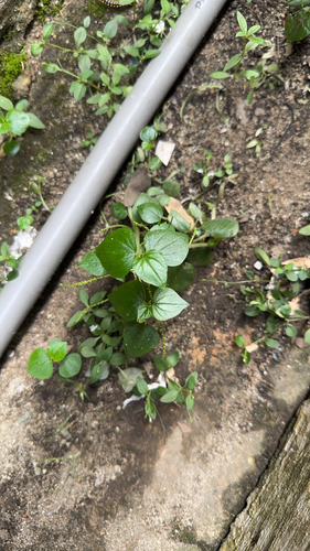Peperomia pellucida observed 2026-10-22
