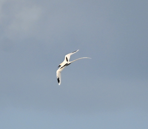 Phaethon lepturus observed 2026-10-21