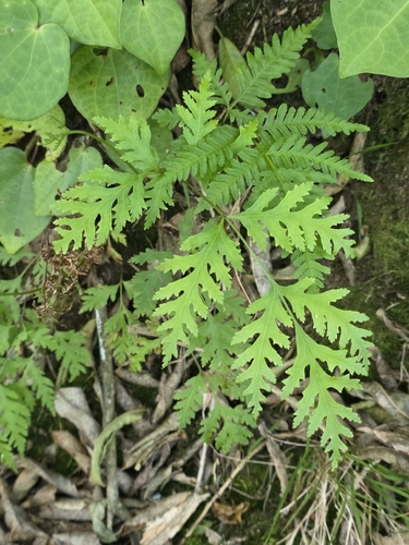 Pteris macilenta observed 2026-10-22