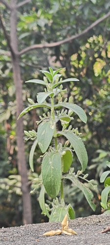 Andrographis echioides observed 2026-10-22
