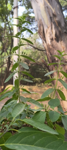 Andrographis echioides observed 2026-10-22