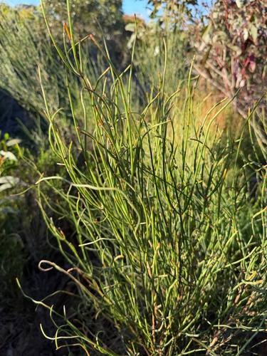 Allocasuarina verticillata observed 2026-10-22