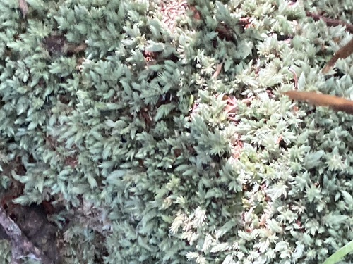 Leucobryum candidum observed 2026-10-22