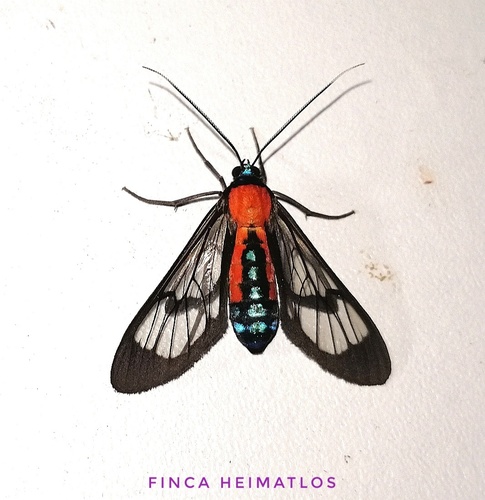 Cosmosoma oroyana