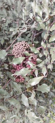 Leea guineensis observed 2026-10-22