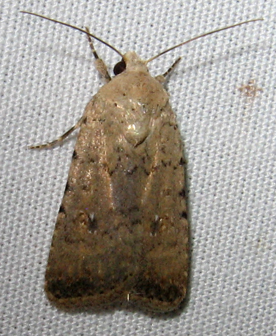 Caradrinini