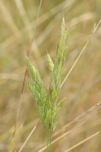 Bromus hordeaceus observed 2026-10-22